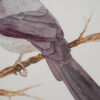 Ilustracja 03 <strong>Kardynał</strong> - obrazek 6