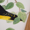 Ilustracja 01 <strong>Wilga</strong> - obrazek 6